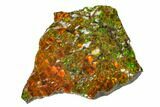 Iridescent Ammolite (Fossil Ammonite Shell) - Alberta, Canada #162354-1